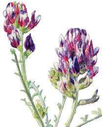 Pierson's milk-vetch, Astragalus magdalenae var. piersonii