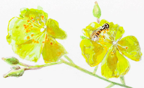 Bisbee Peak rush-rose