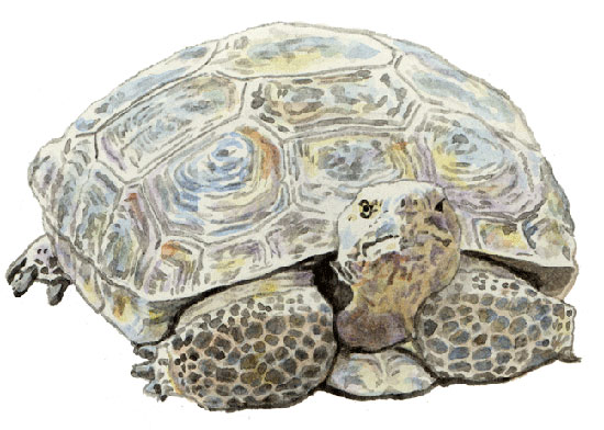 desert tortoise