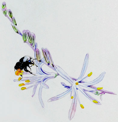 Altair Interpretive Arts - Joy Fatooh botanical rose diagram 