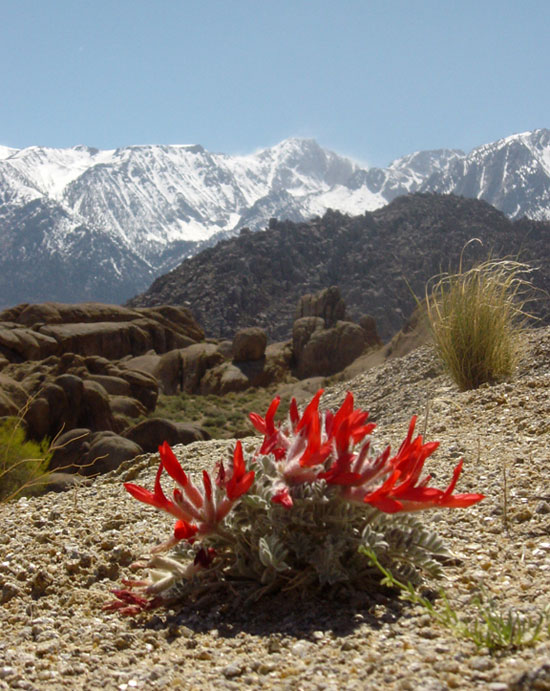 Scarlet milk-vetch, Alabama Hills, California