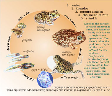 back of spadefoot toad quiz card