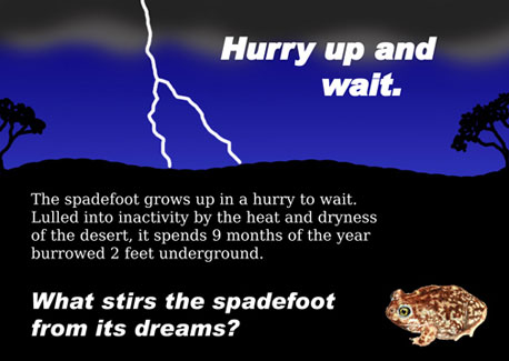 front of spadefoot toad quiz card