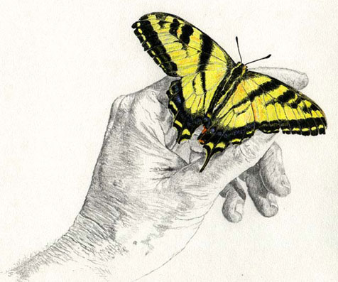 tiger swallowtail butterfly